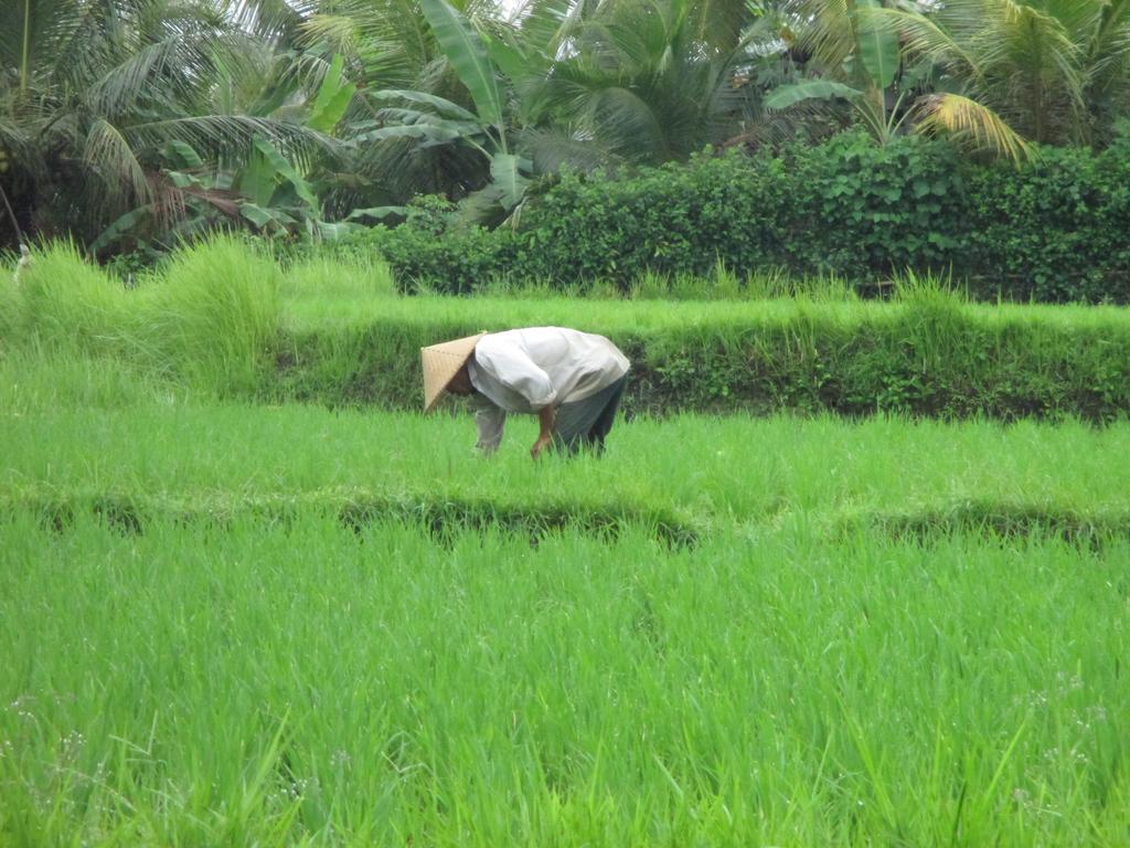 Hotel Ancut Sari Ubud Esterno foto